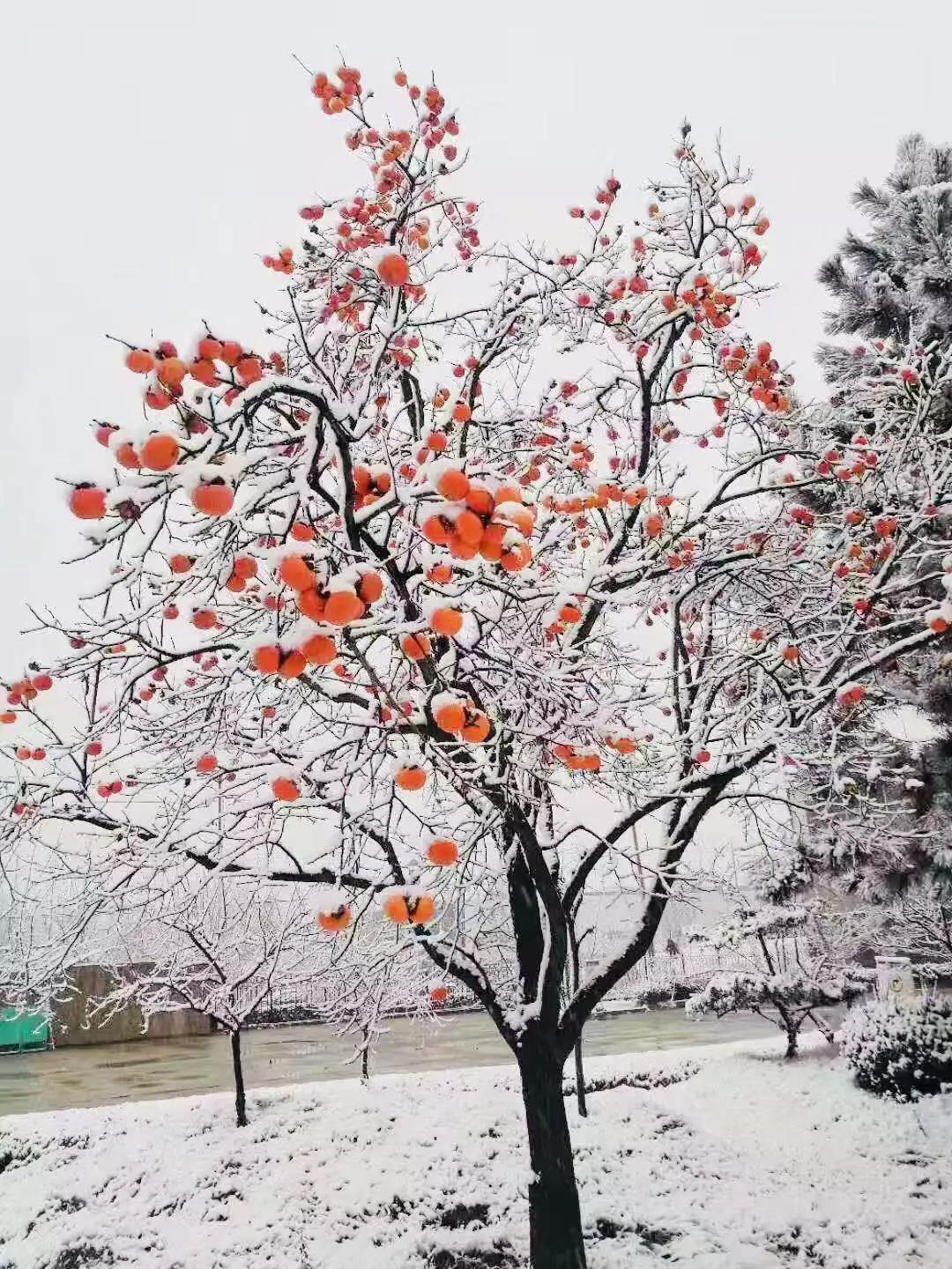 有一種堅守，叫風雪無阻